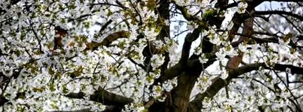 excursie florile