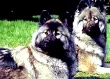 puppies-t