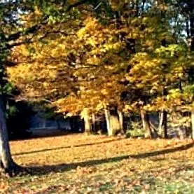 zile tăcerii
