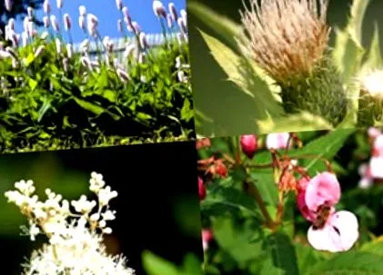 plante bachbunge