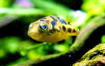 puffer