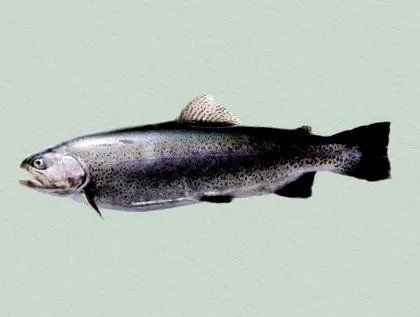 ismerte fish