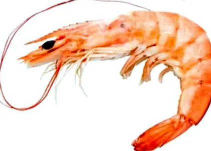 gambas