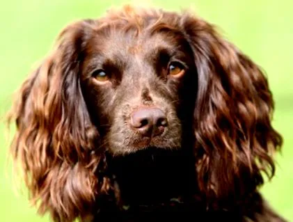 spaniel