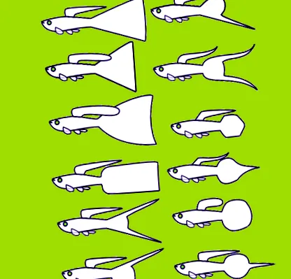 reticulata