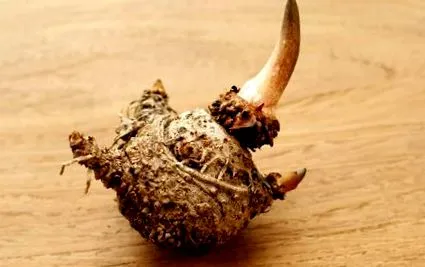 konjac
