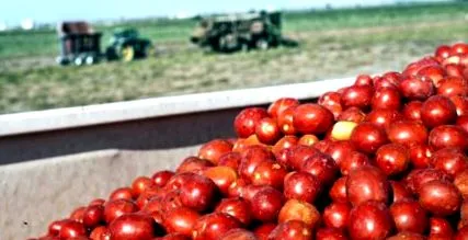 agriculturii