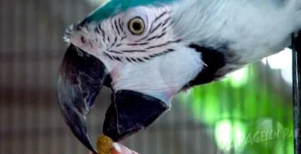 dieta dieta
