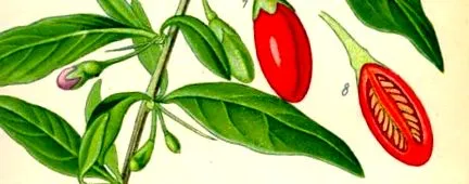 tabelară