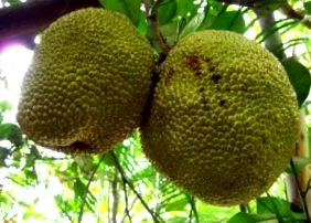 jackfruit táplálkozási