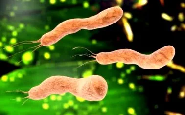 helicobacter