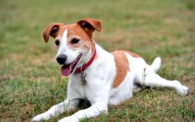 terrier