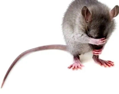 mouse-ului