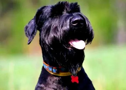 schnauzer