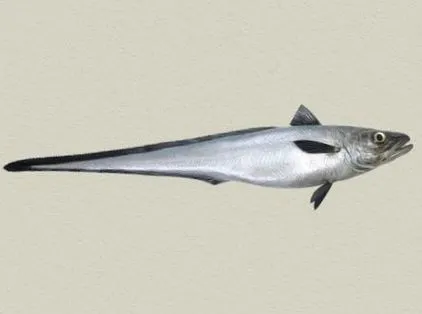 fischlexikon