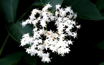 elderberry farmacie