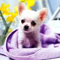 chihuahua