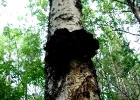 гъбата