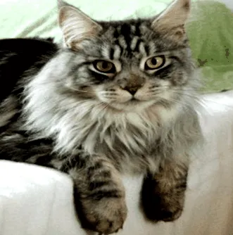 coon