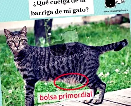 котките