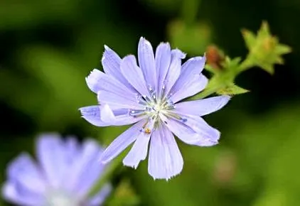 chicory