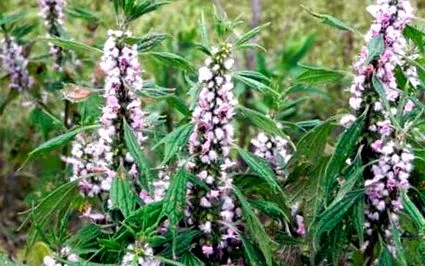 motherwort