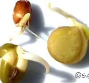csírák