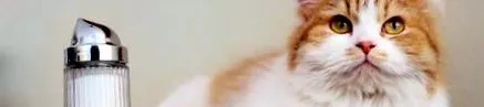 meow