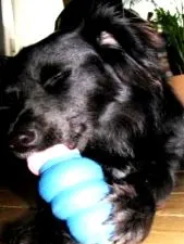 kong