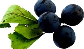 receptek Sloe kagyló