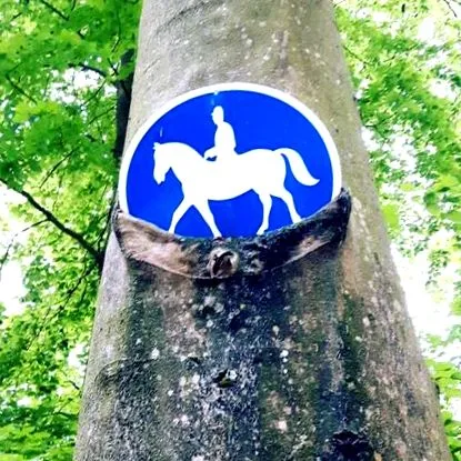 cadă