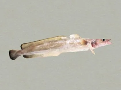 ismerte fischlexikon