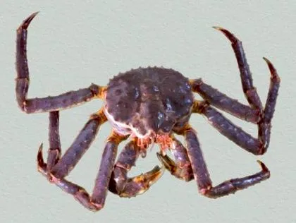 fischlexikon königkrabbe