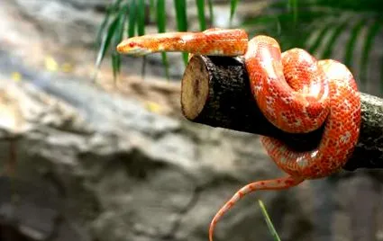 porumb