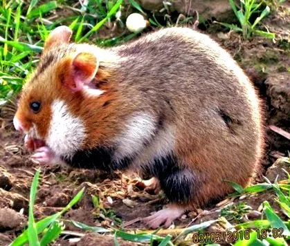 dieta