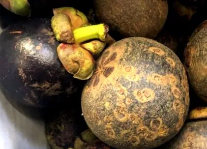 mangostan