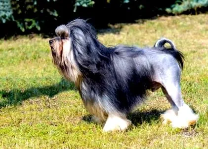 ápolás
