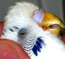 păsări