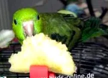 fructe