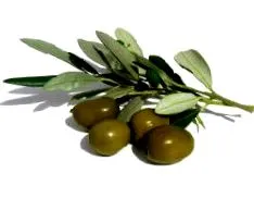 ápolás