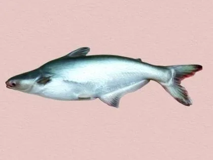 fischlexikon fischlexikon