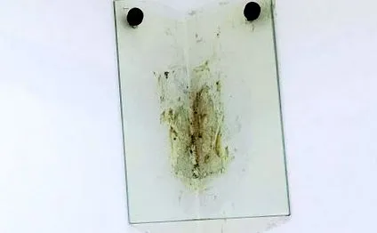 spatele