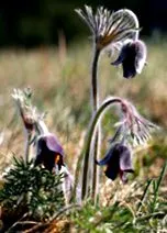 pulsatilla