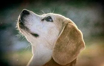 beagle