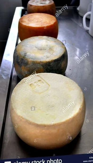 sajt érlelés