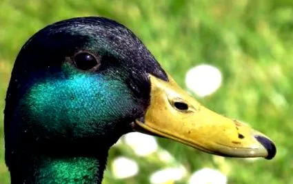 duck