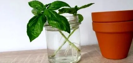 regrow