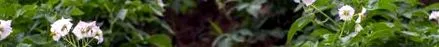 regionali