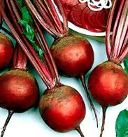 vulgaris