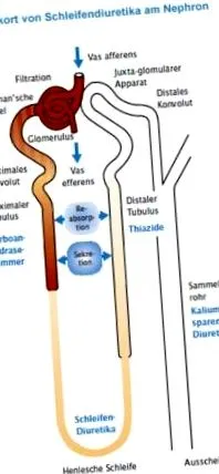 animal diuretic